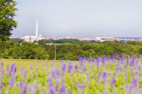 Washington Monument visible across purple lavender field with tree-lined landscape