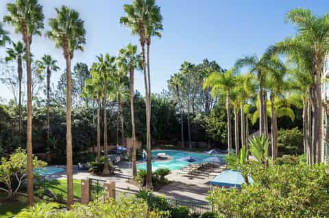 Resort pool surrounded by tall palm trees with lounge chairs and umbrellas