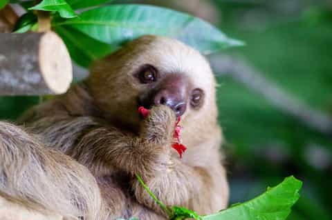 Close-up of three-toed sloth eating red flower among green foliage