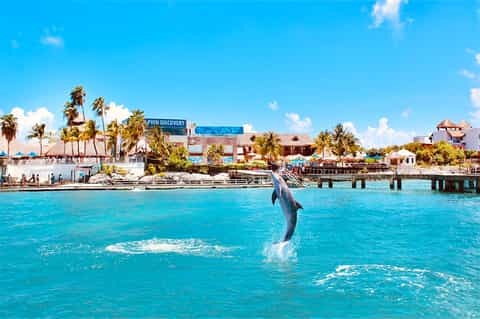 Dolphin jumping in turquoise water near marine park with palm trees