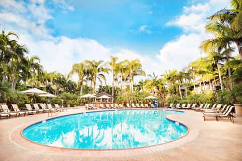 Large curved resort pool surrounded by palm trees, lounge chairs, and umbrellas on sunny day