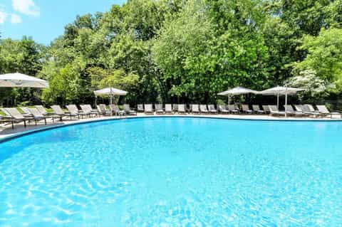 Resort swimming pool surrounded by lounge chairs and umbrellas with tree-lined background