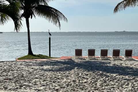 Beach lounge chairs lined up on sand beside palm tree and calm bay water under clear sky