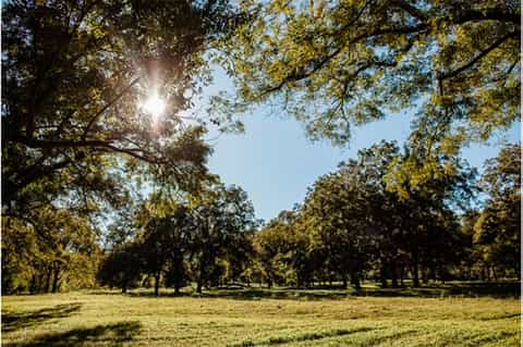 Sunny park with mature trees, open grassy field, and dappled sunlight filtering through canopy