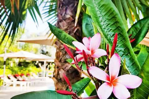 Pink and white plumeria flowers with tropical foliage and resort structures in background
