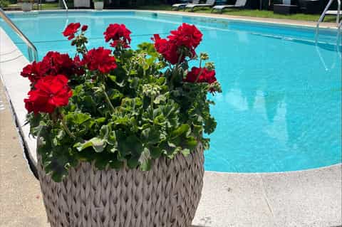Bright blue swimming pool with red rose flowers in planter on concrete deck