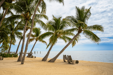 Sandy beach with palm trees leaning over sand, lounge chairs, calm water, and pier pilings