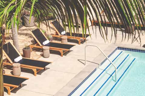 Resort pool with lane markings and lounge chairs under palm fronds