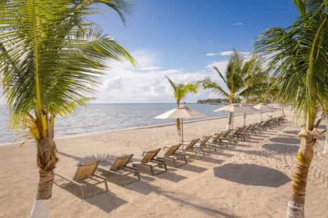 Pristine beach lined with lounge chairs and umbrellas beneath swaying palm trees and clear blue sky