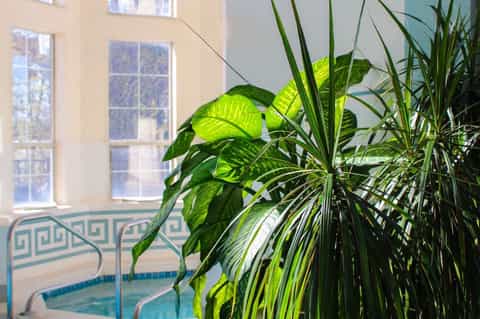 Close-up of lush green plants by a window overlooking an indoor pool area