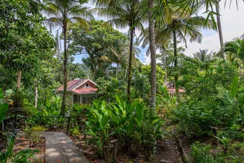 Wooden cottage with red metal roof nestled among tall palm trees and dense tropical vegetation
