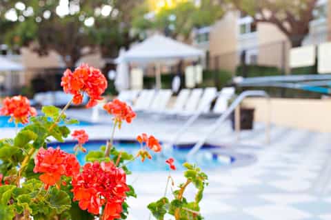 Bright red geranium flowers in focus with blurred pool, lounge chairs, and resort buildings