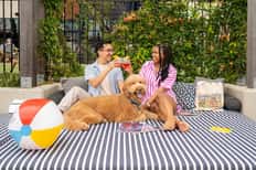 Daybed