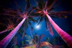 American Neon Nights: Pool Parties