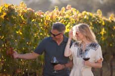 A Vineyard Stroll
