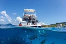 Discover Scuba Diving + Day Pass