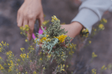 Elaboración de Atados de Salvia