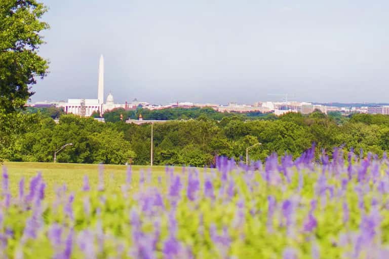 Washington Monument visible across purple lavender field with tree-lined landscape