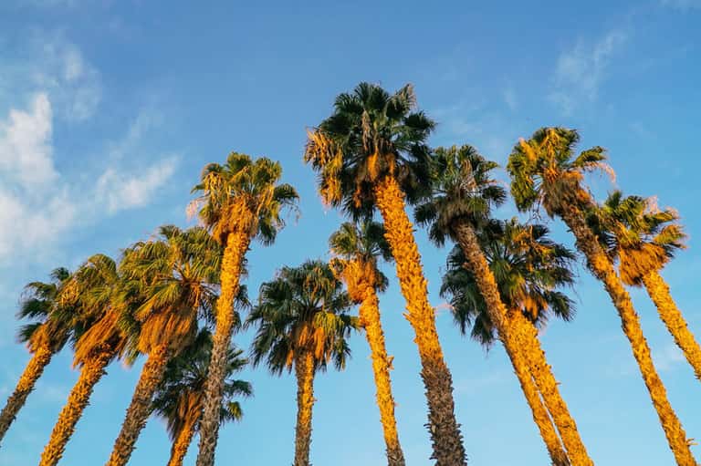 Tall palm trees against bright blue sky with golden afternoon sunlight