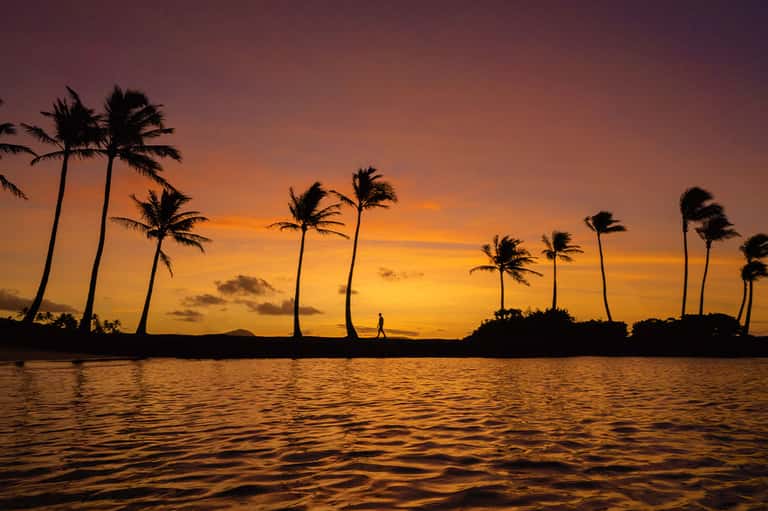 Golden sunset over tropical palm trees silhouetted against ocean water at dusk