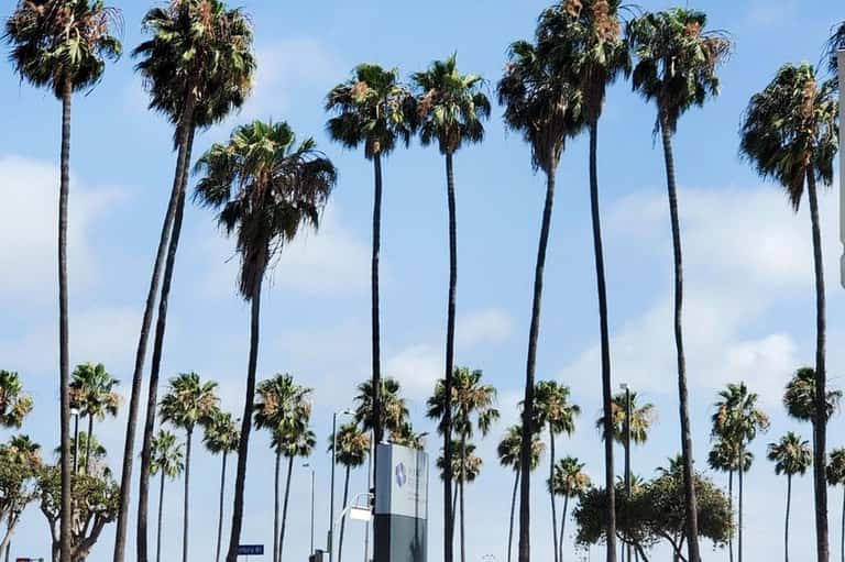 Tall palm trees against blue sky with white buildings visible in the distance