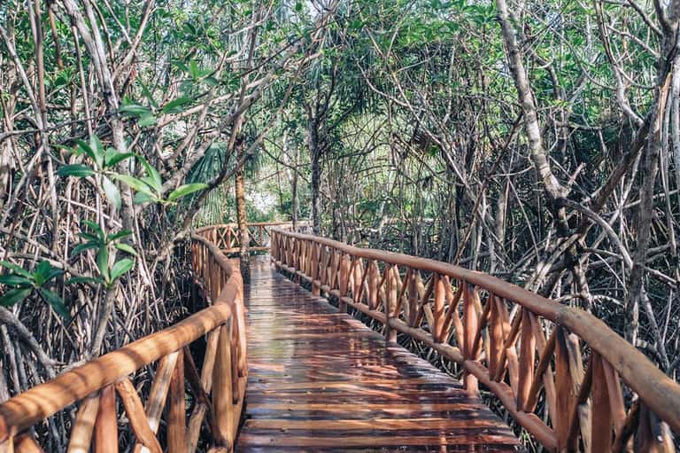 Wooden boardwalk pathway through dense mangrove forest with tropical vegetation
