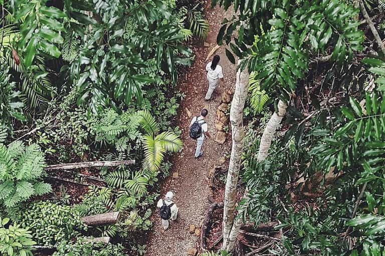 Aerial view of hikers on narrow trail through dense green jungle canopy