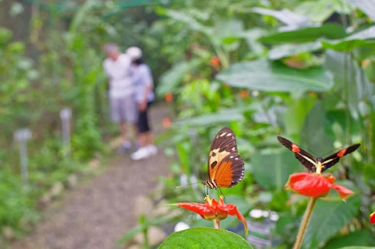 Butterfly garden pathway with orange and brown butterflies on red flowers and green foliage with visitors in background