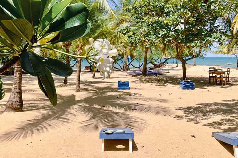 Shaded beach with palm trees, white flowers, lounge chairs, and ocean view