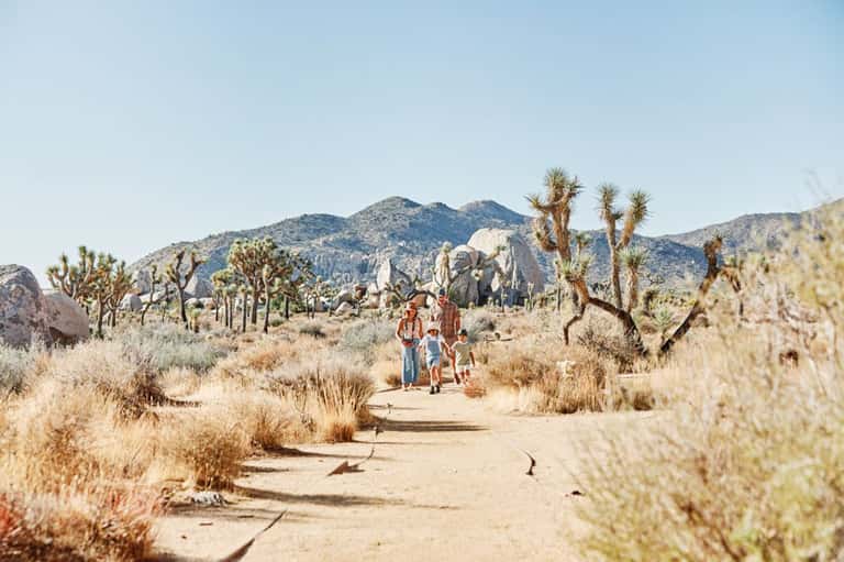 Desert hiking trail with Joshua trees, mountains, and visitors on sandy path
