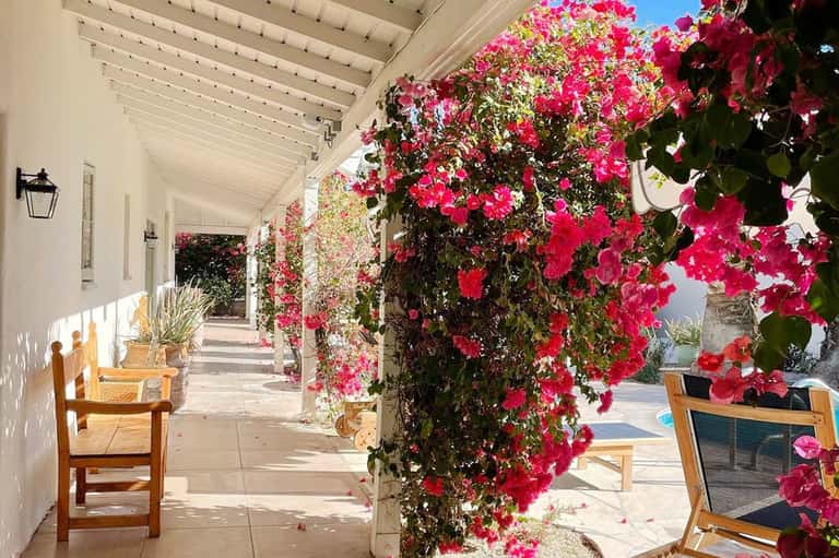 Covered patio walkway with vibrant magenta bougainvillea flowers and wooden lounge chairs