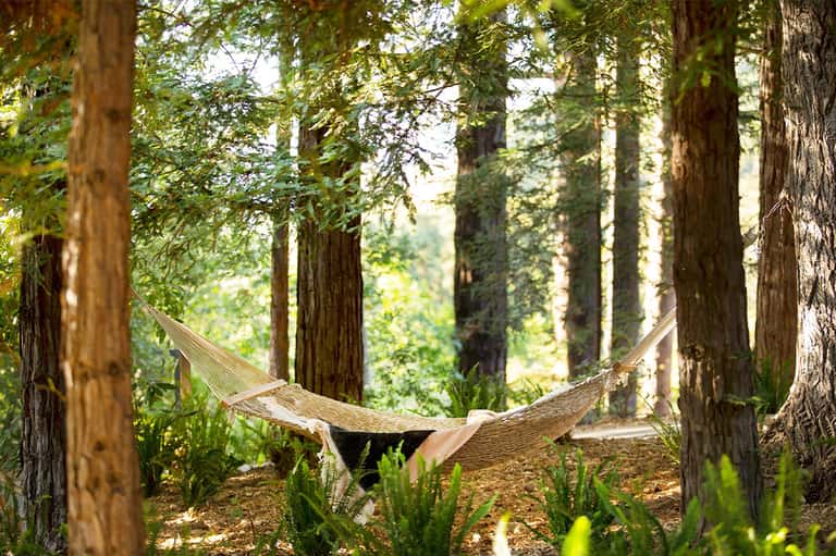 Hammock strung between trees in forest surrounded by tall redwoods