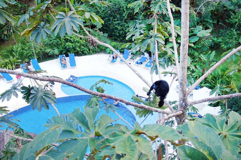 Resort pool surrounded by dense tropical vegetation and lounge chairs