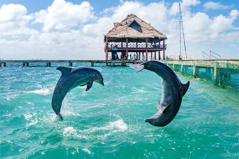 Dolphins jumping in turquoise water near thatched roof building and sailboat