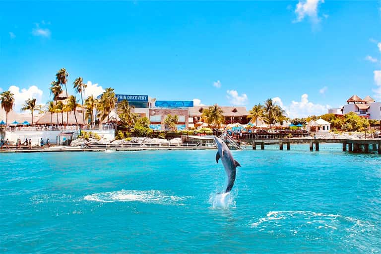 Dolphin jumping in turquoise water near marine park with palm trees