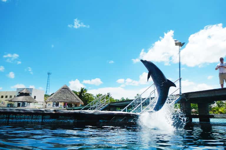 Dolphin jumping out of water near dock with tropical huts and palm trees