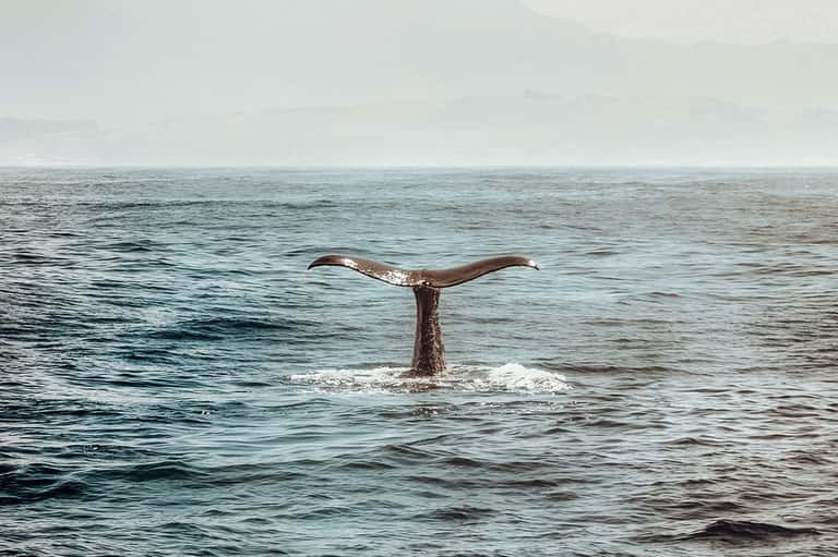 Whale tail emerging from ocean waves during marine wildlife viewing