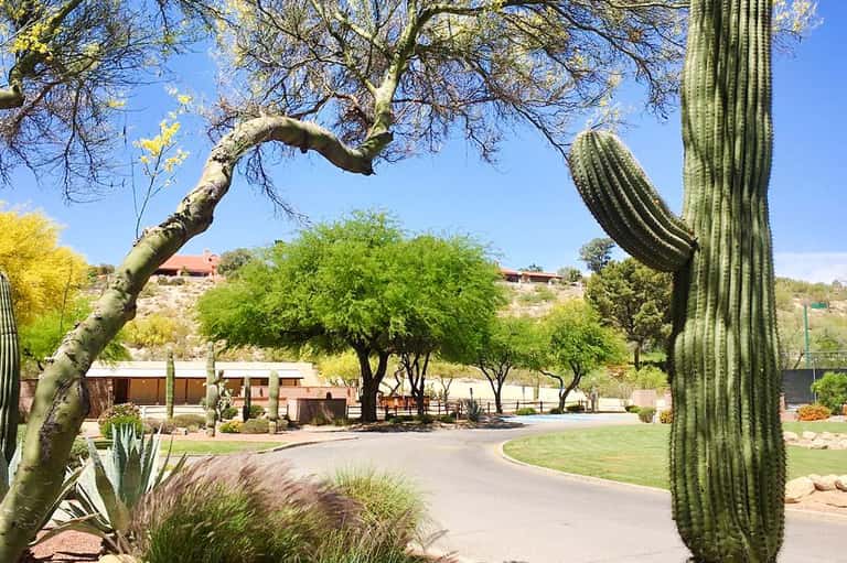 Desert resort landscape with saguaro cactus, curved tree, green grounds, and buildings on hillside