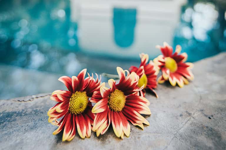 Red and yellow daisies arranged on a concrete pool deck by waterside