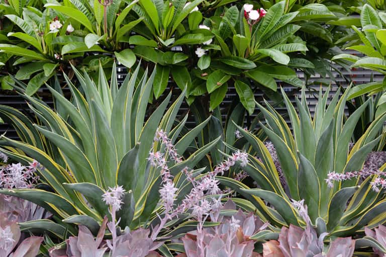 Lush tropical garden with flowering plants featuring white and purple blooms and striped green foliage