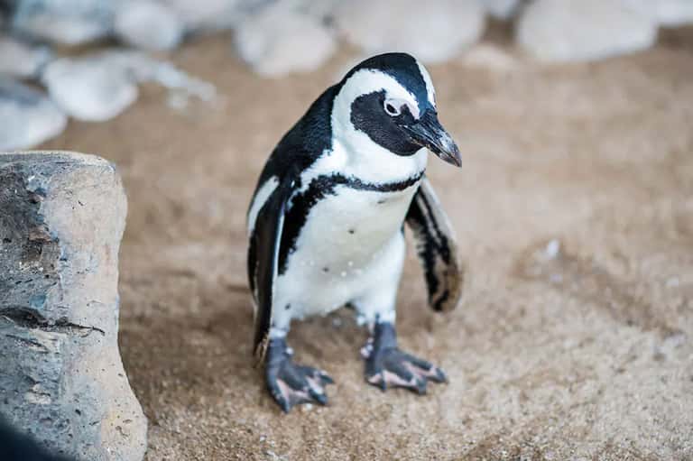 African penguin on sandy beach with blurred white shells in background