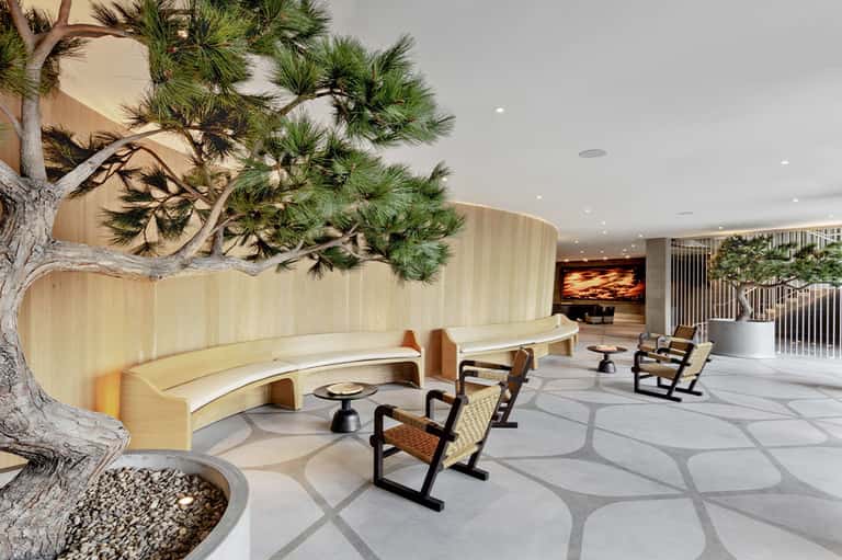 Modern resort lounge with curved light wood seating, large bonsai tree, and contemporary design