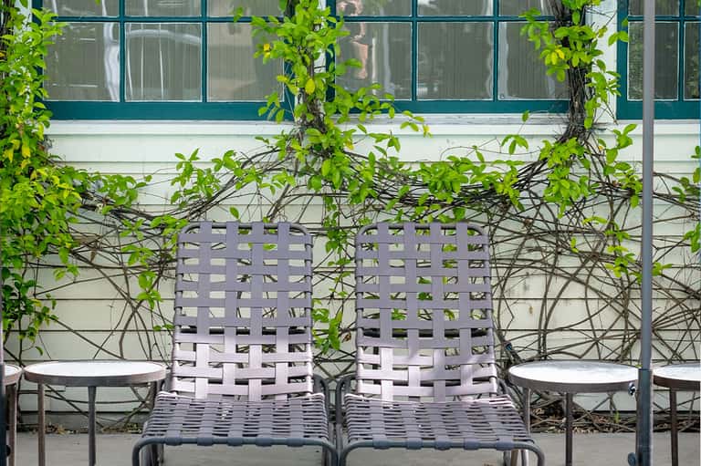 Two lounge chairs with woven pattern on patio area with climbing vines
