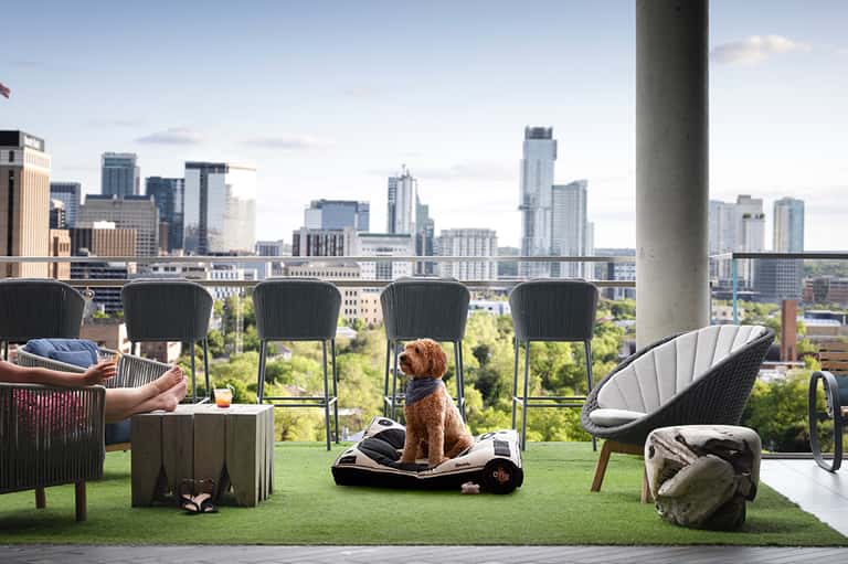 Urban rooftop terrace with city skyline views, lounge seating, and dog