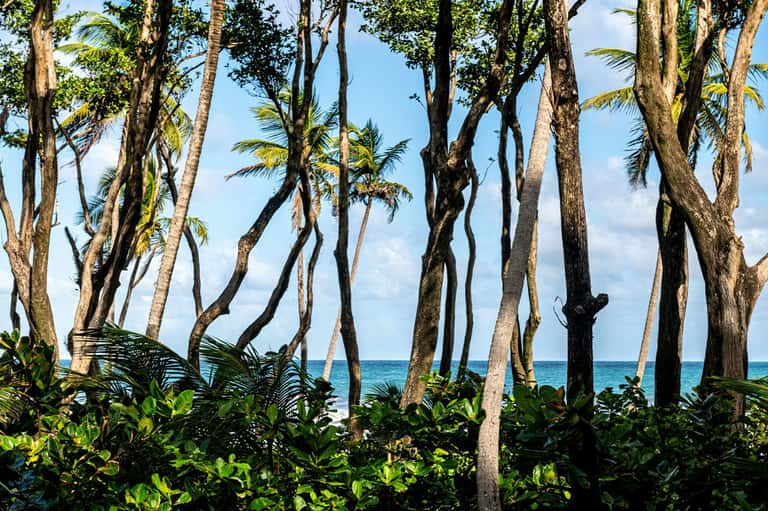 Tropical beach view through leaning palm trees framing the ocean horizon