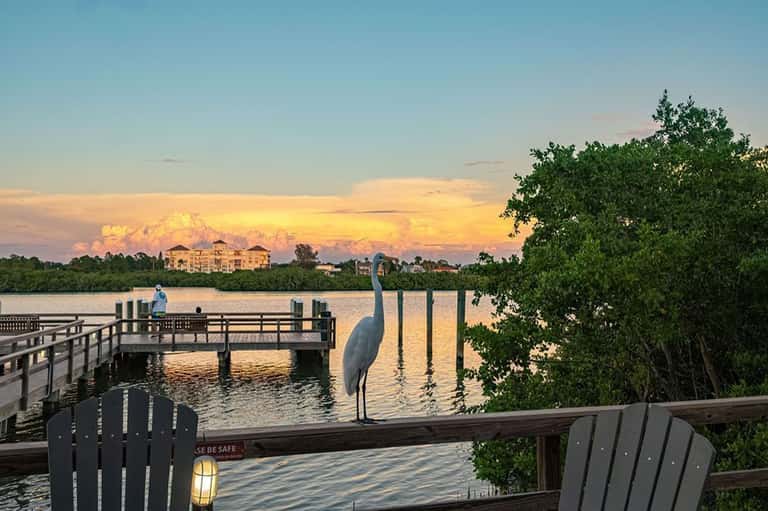 Sunset view from wooden dock with blue heron, mangrove trees, and resort building across water