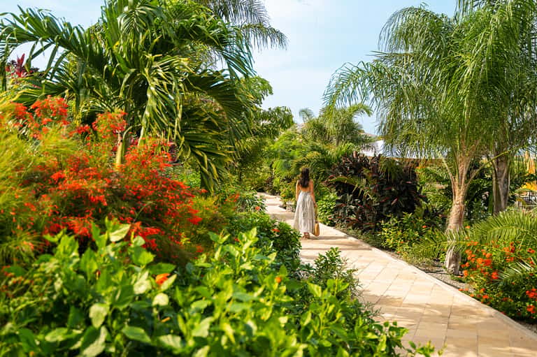 Tropical garden pathway with vibrant red flowers, palm trees, and lush green vegetation
