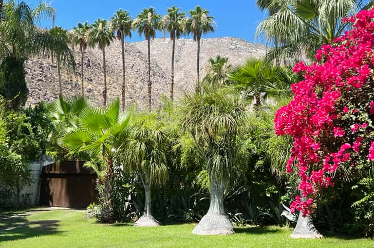 Lush tropical garden with palm trees, vibrant pink bougainvillea, and mountain backdrop