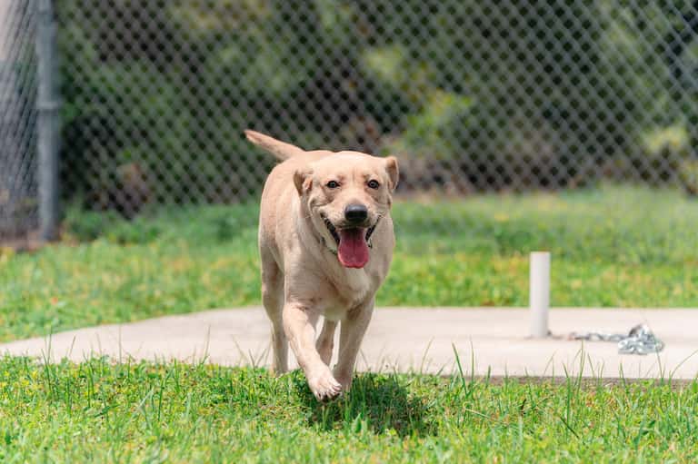 Yellow Labrador dog running happily through grassy yard with chain-link fence