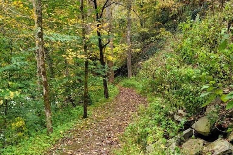 Forest hiking trail with dirt path surrounded by dense green trees and foliage